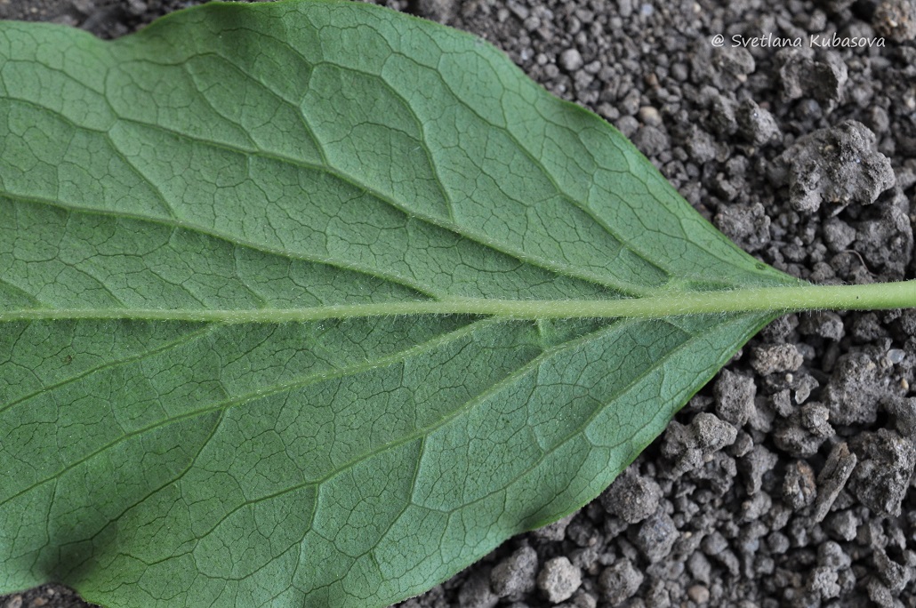 Изображение особи Syringa pubescens ssp. patula.