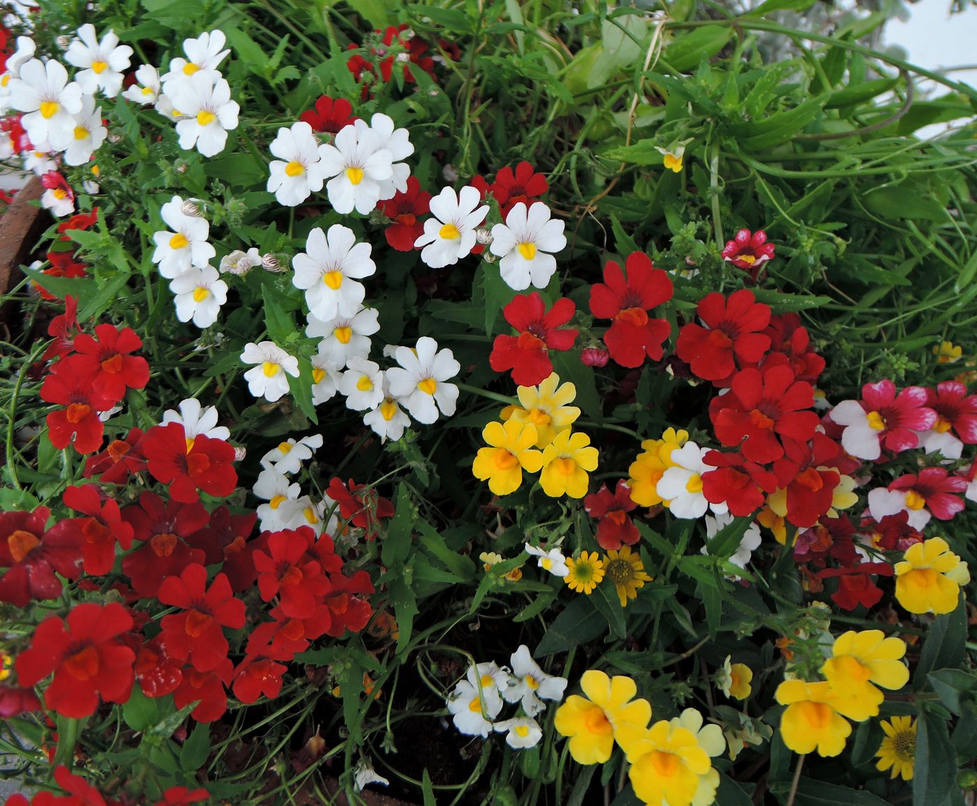 Изображение особи Nemesia strumosa.