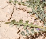 Image of taxon representative. Author is Татьяна Мальчинская
