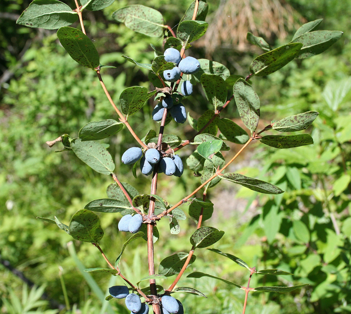 Image of Lonicera altaica specimen.