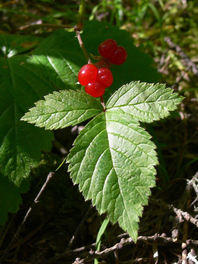 Изображение особи Rubus saxatilis.