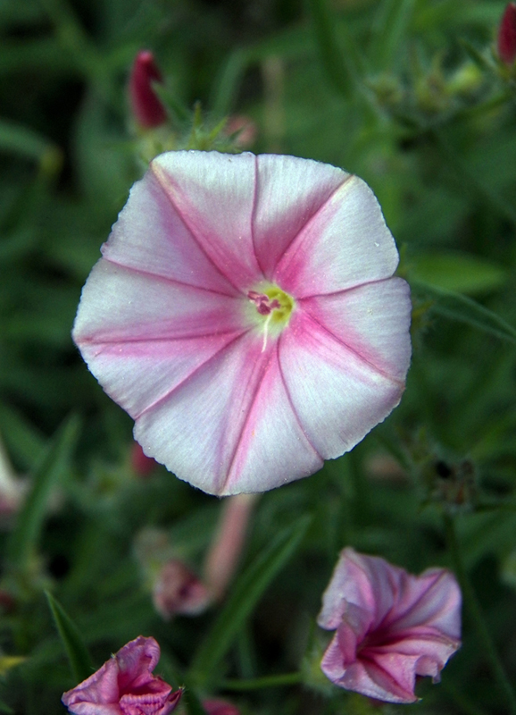 Изображение особи Convolvulus cantabrica.