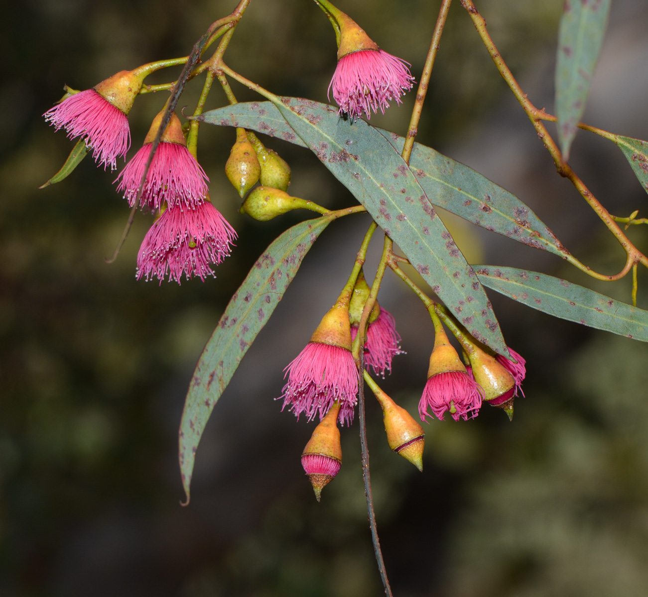 Изображение особи Eucalyptus leucoxylon.