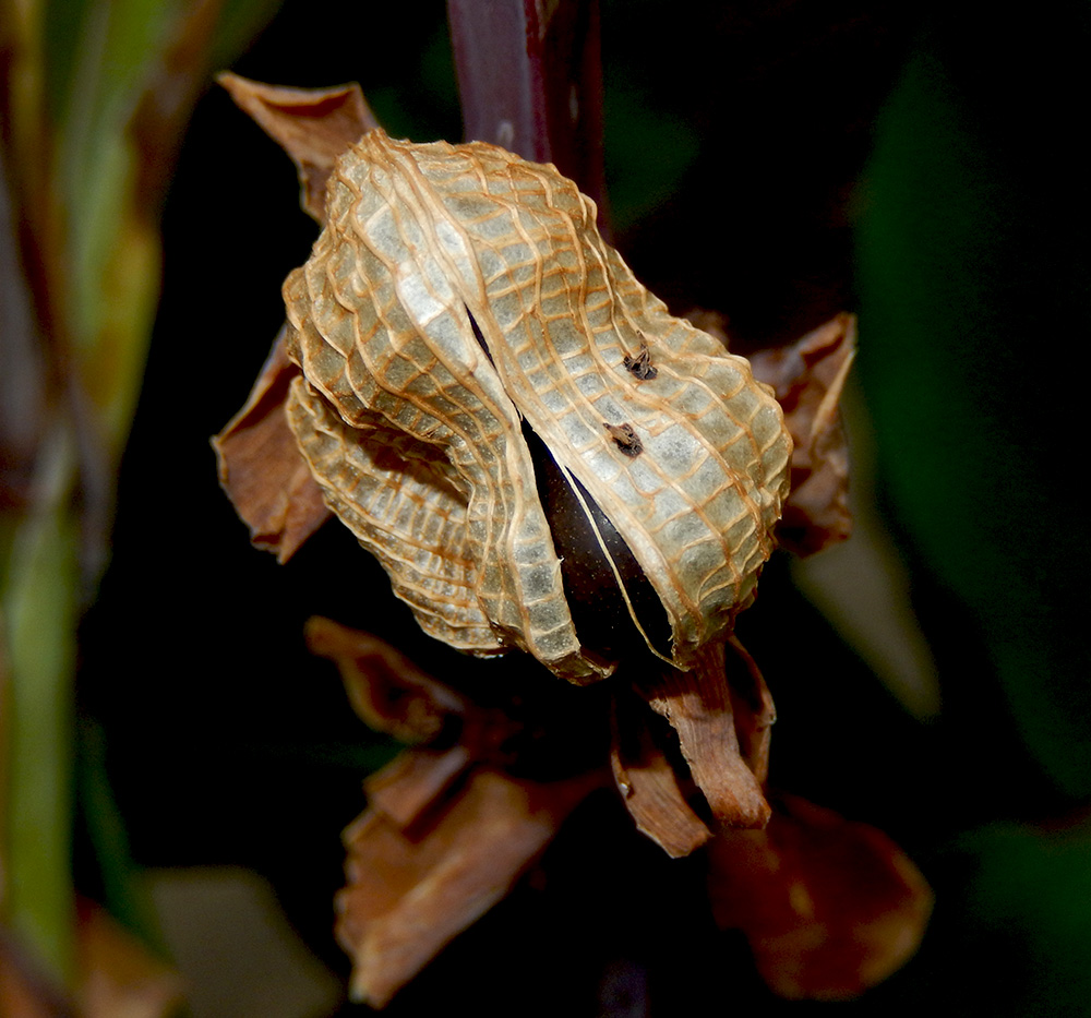 Изображение особи Canna indica.