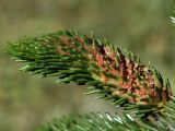 Picea orientalis