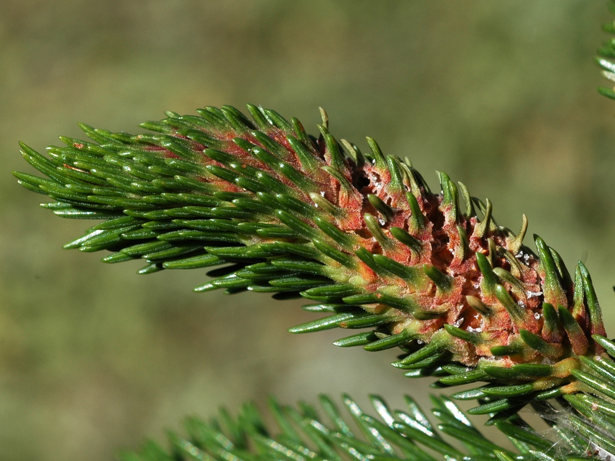 Image of Picea orientalis specimen.