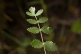 Pimpinella nigra