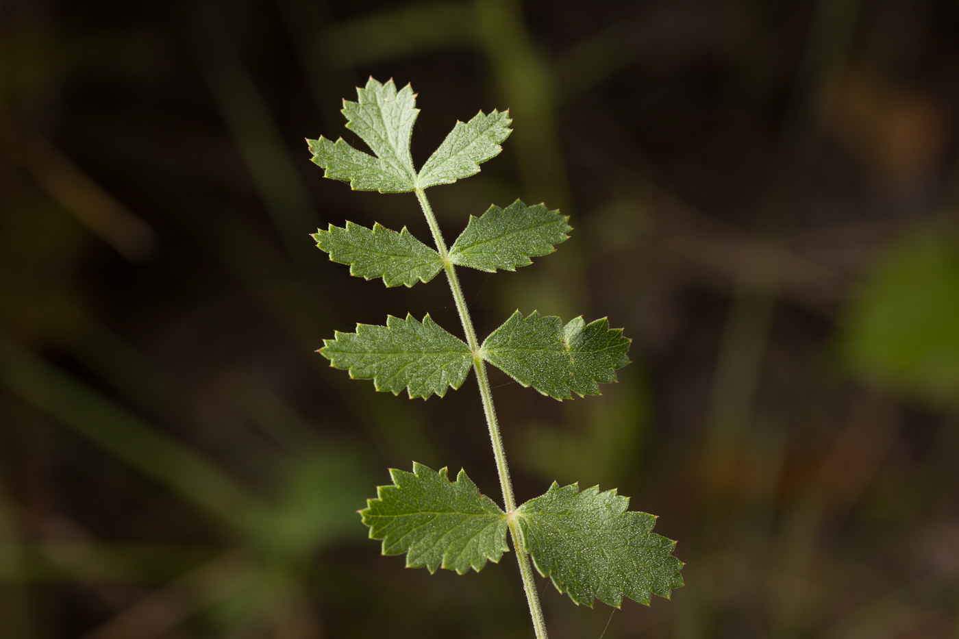 Изображение особи Pimpinella nigra.