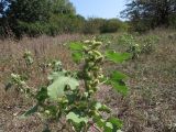 Xanthium orientale