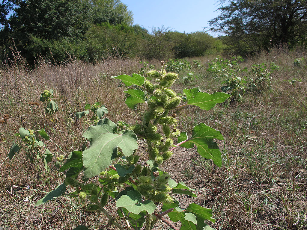 Image of Xanthium orientale specimen.