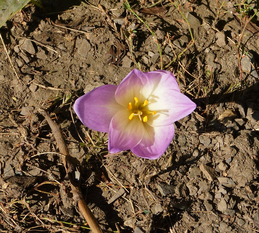 Изображение особи Colchicum speciosum.