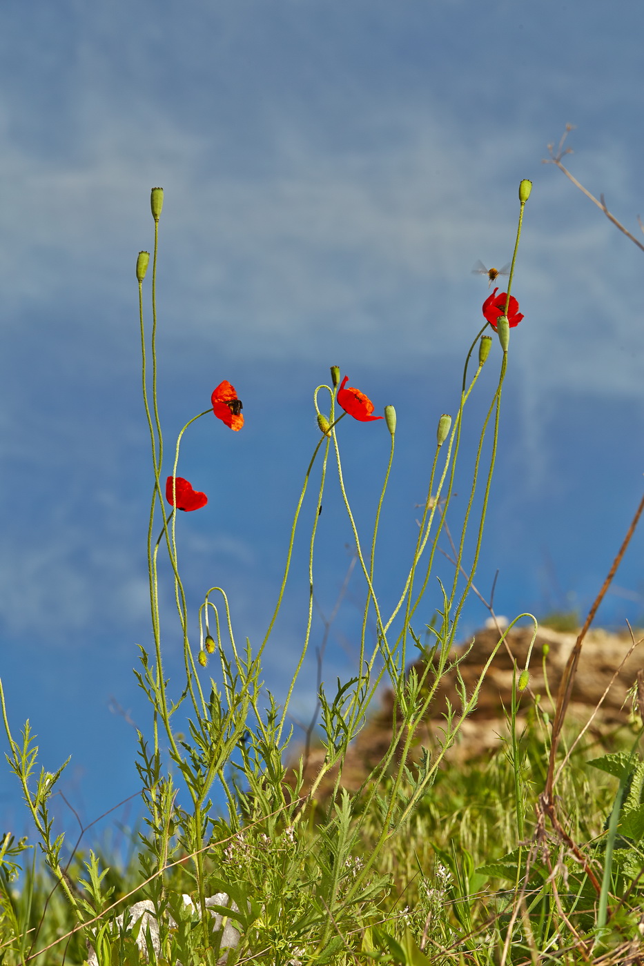 Изображение особи род Papaver.