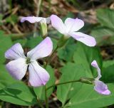 Cardamine altaica. Соцветие. Республика Алтай, Шебалинский р-н, окр. с. Камлак. 13 мая 2008 г.