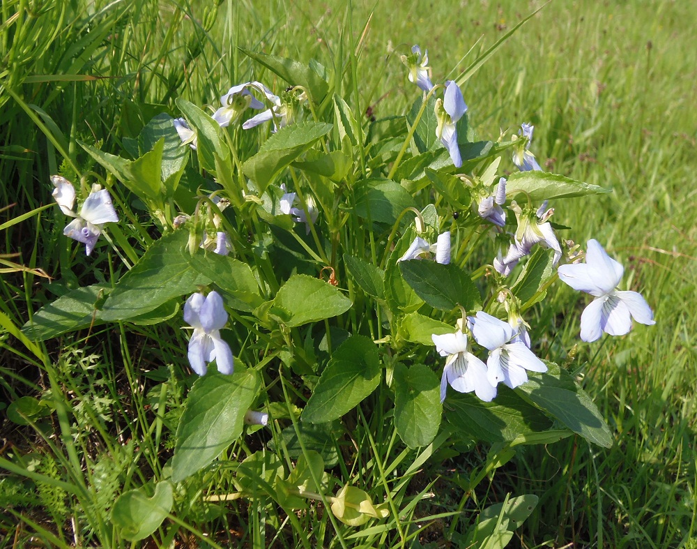 Изображение особи Viola ruppii.