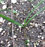 Crocus speciosus