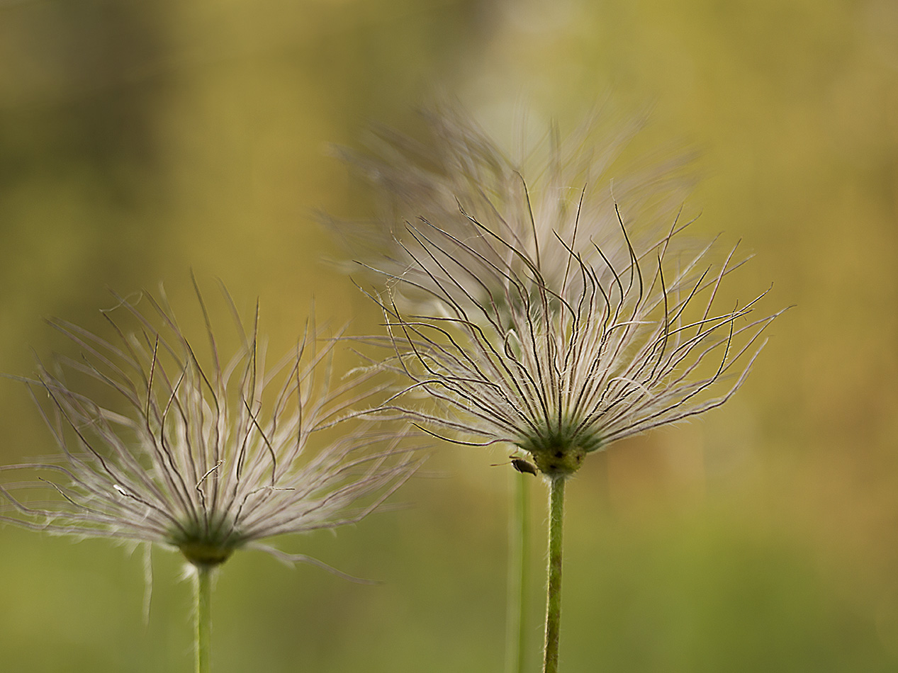 Изображение особи род Pulsatilla.