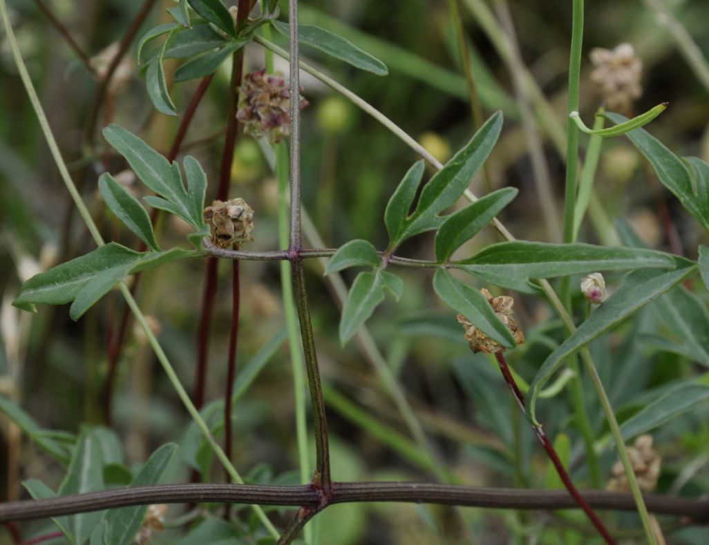 Изображение особи Clematis flammula.