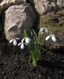 Galanthus gracilis