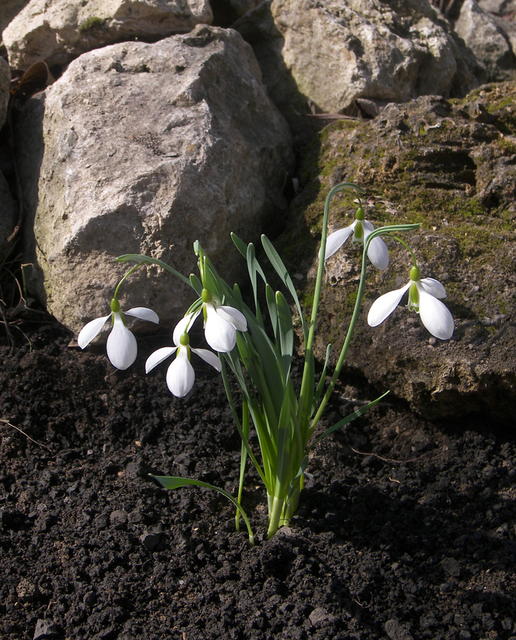 Изображение особи Galanthus gracilis.