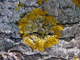 Xanthoria parietina