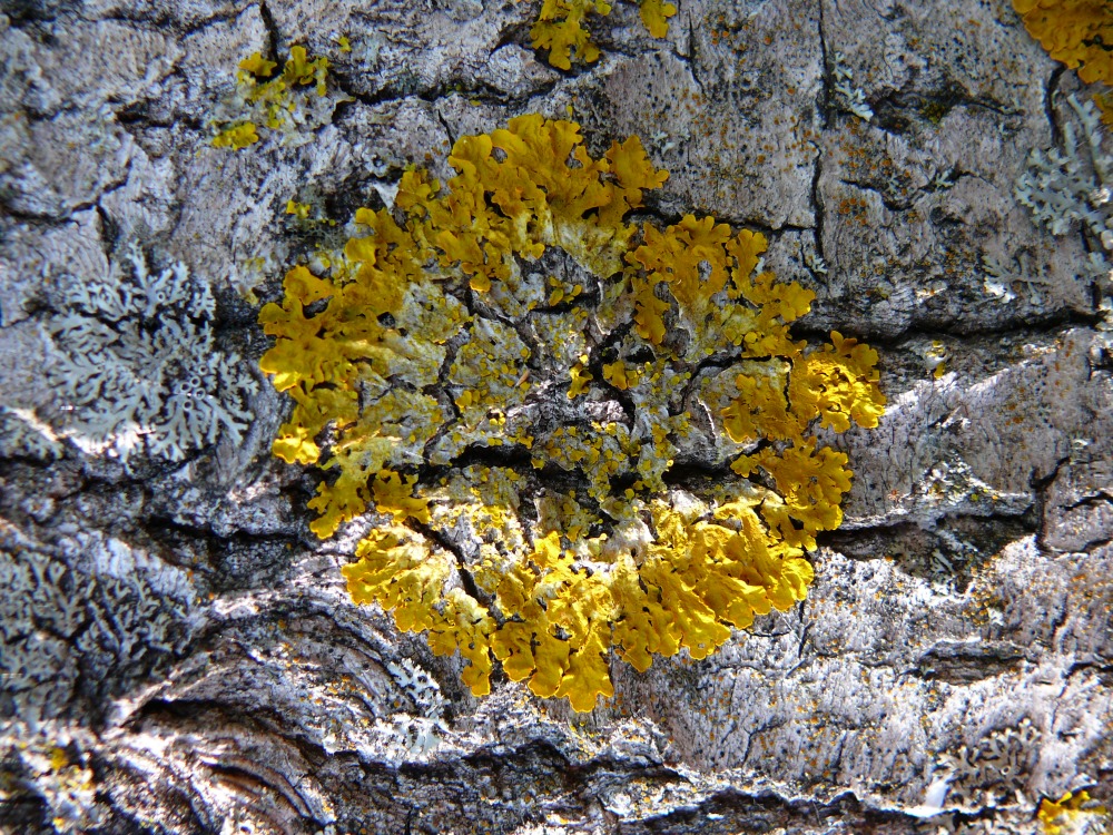 Изображение особи Xanthoria parietina.