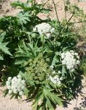 Heracleum dissectum. Верхушка цветущего и плодоносящего растения. Восточно-Казахстанская обл., г. Риддер, окр. Малоульбинского вдхр., Россыпной Белок, возле Золотой Горы, склон сопки. 29.07.2008.