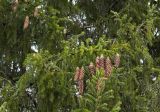 Picea abies