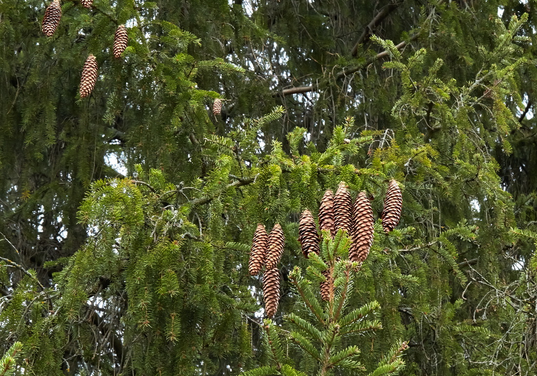 Изображение особи Picea abies.