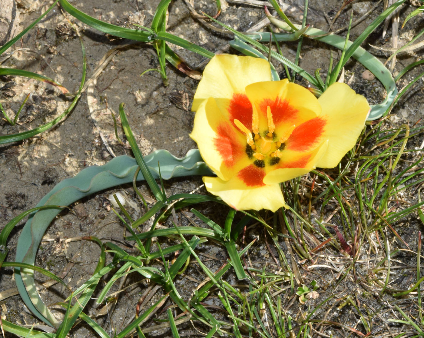Изображение особи Tulipa korolkowii.