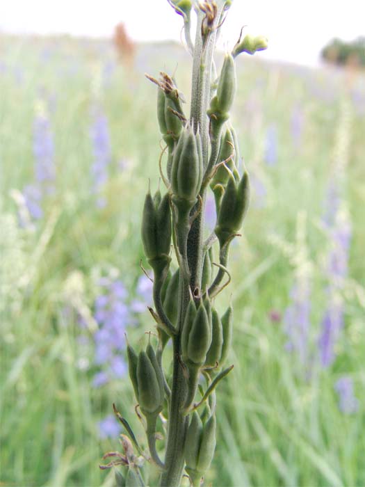 Image of Delphinium schmalhausenii specimen.