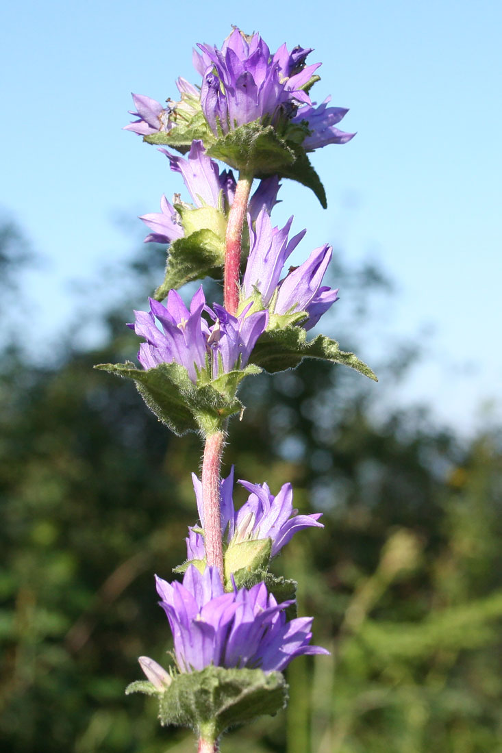 Image of Campanula glomerata specimen.