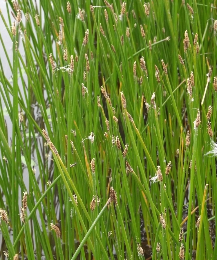 Изображение особи Eleocharis palustris.