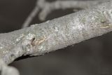 Image of taxon representative. Author is Максим Гуляев