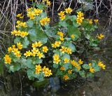 Caltha palustris