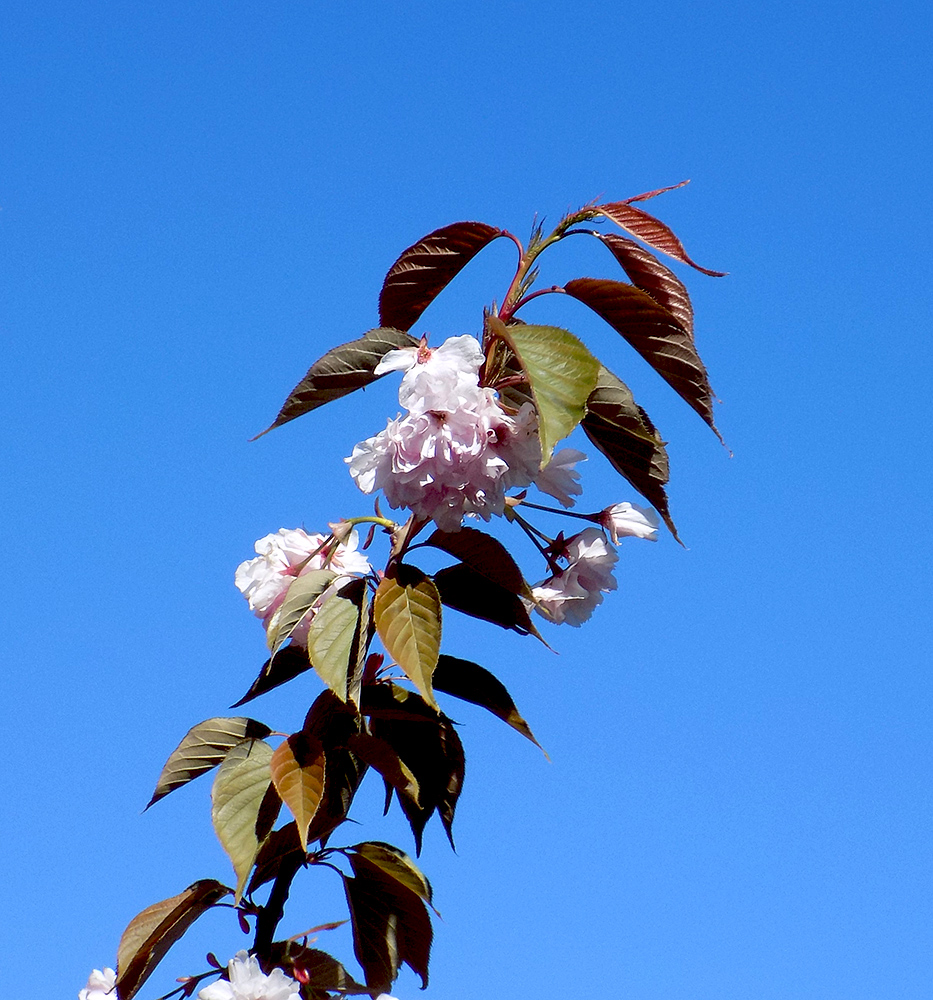 Изображение особи Prunus serrulata.