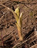 Petasites spurius