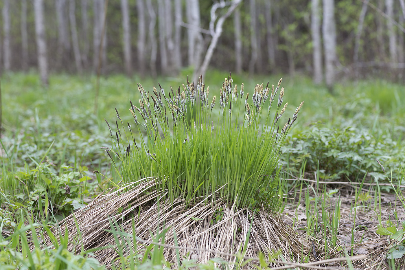 Изображение особи Carex cespitosa.