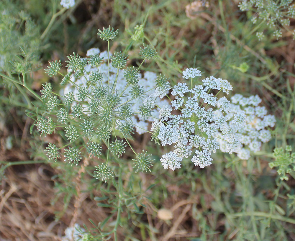 Изображение особи Ammi majus.