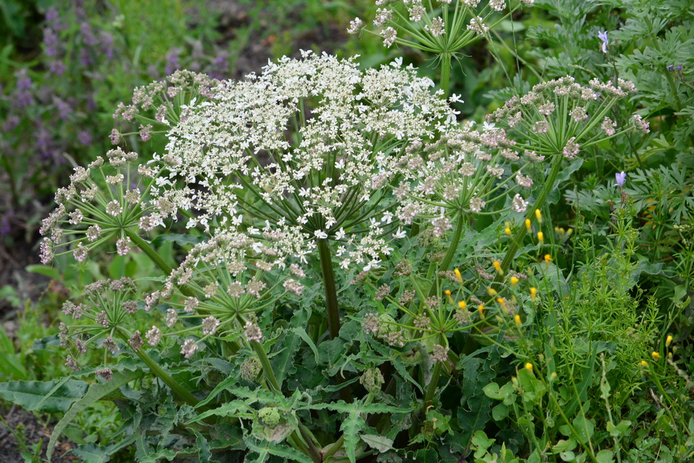 Image of Heracleum grandiflorum specimen.