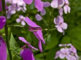 genus Hesperis. Цветок. Пермский край, г. Пермь, Свердловский р-н, на клумбе. 22 июня 2017 г.