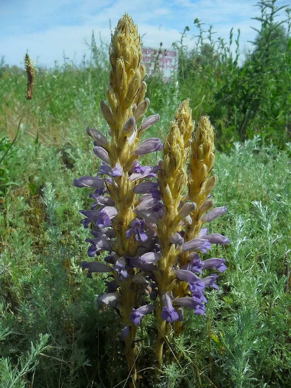 Image of Phelipanche arenaria specimen.