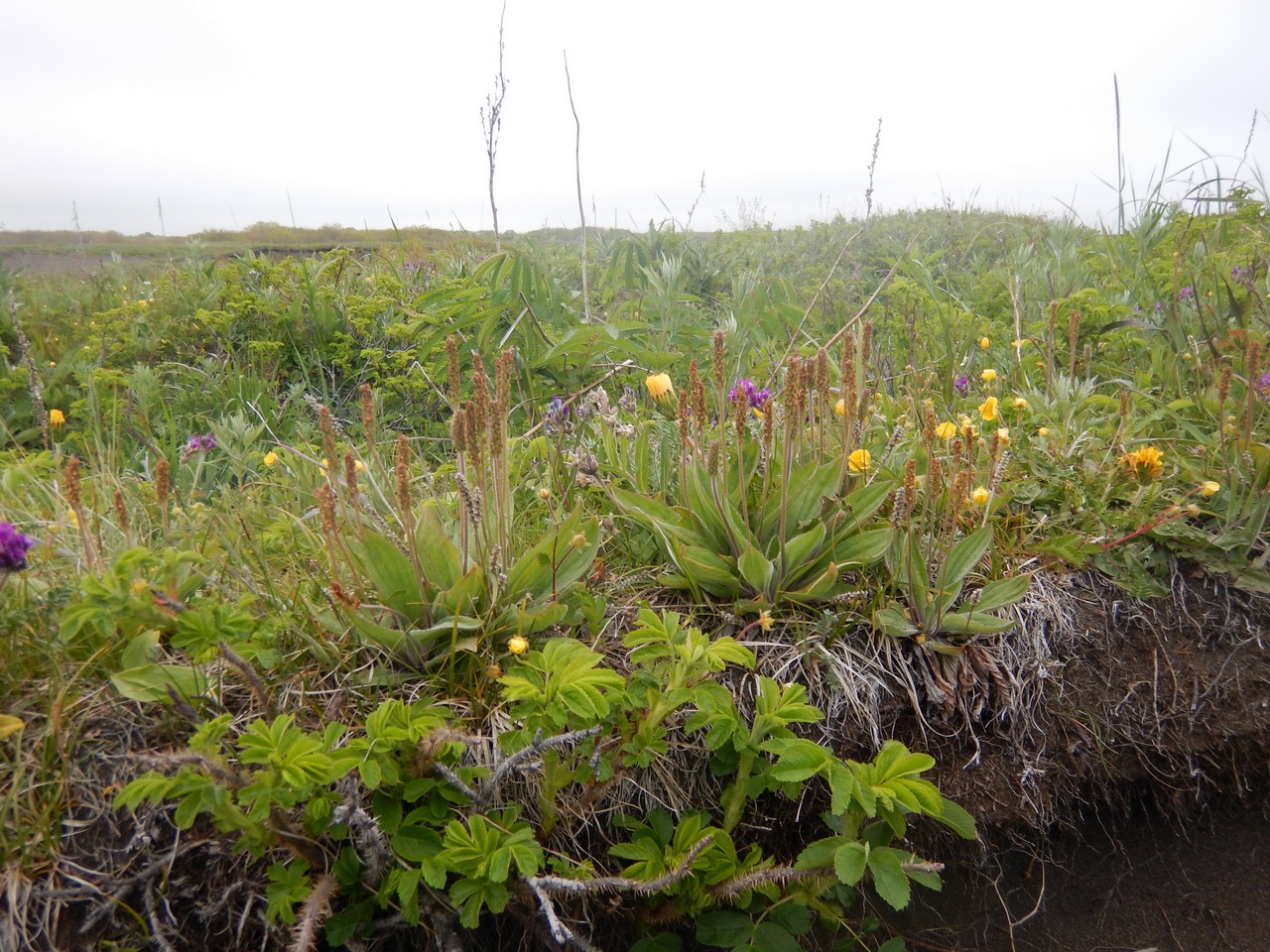 Image of Plantago camtschatica specimen.