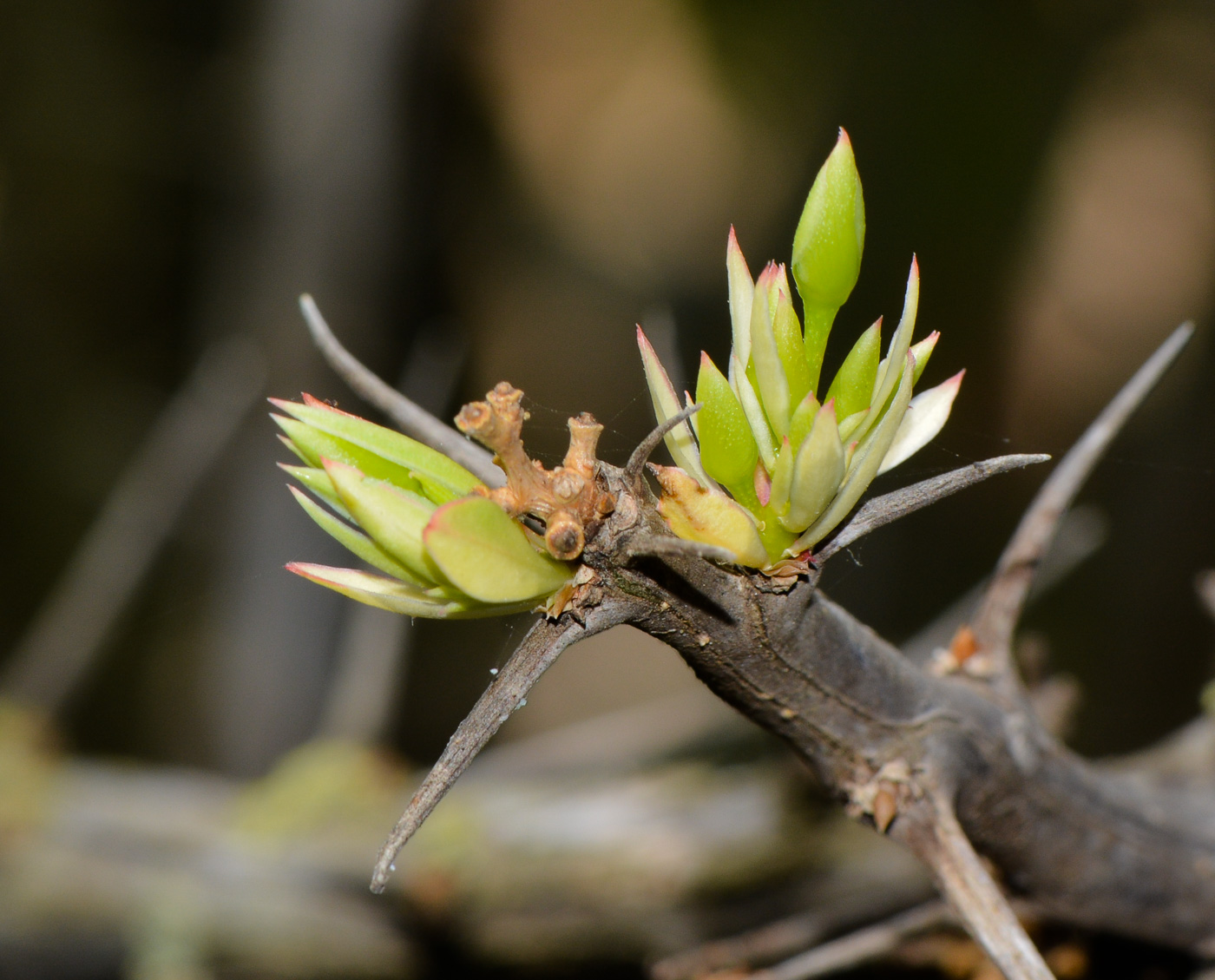 Image of Fouquieria diguetii specimen.