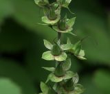 Digitalis purpurea. Созревающие плоды. Московская обл., Раменский р-н, окр. дер. Хрипань, садовый участок. 31.07.2017.