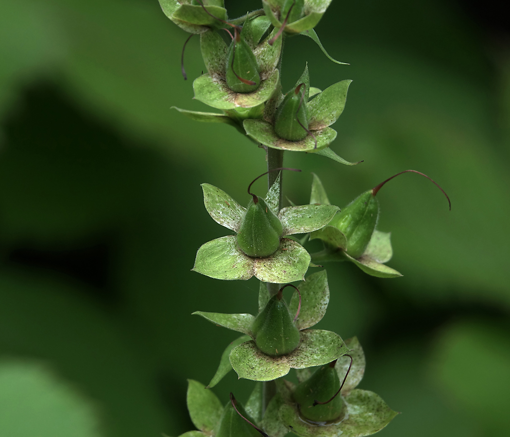 Image of Digitalis purpurea specimen.
