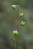 Pyrola chlorantha