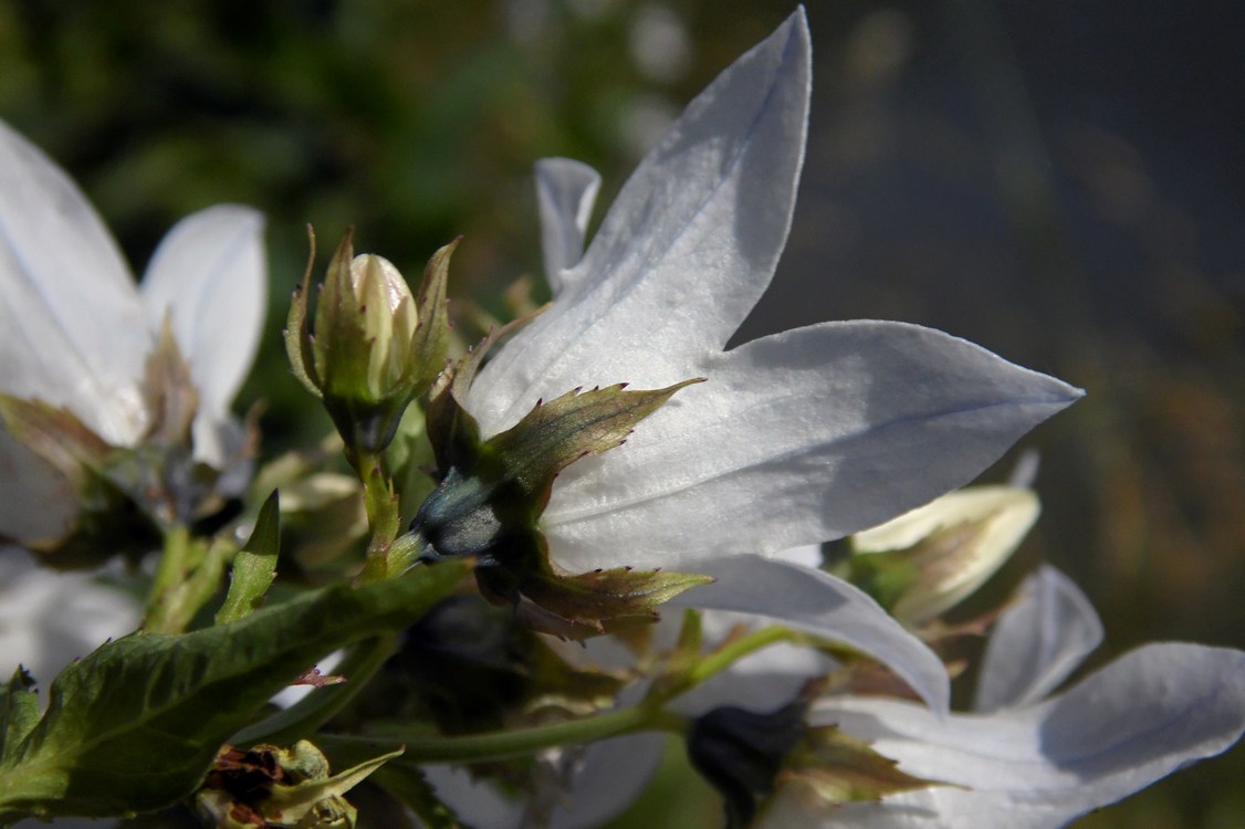 Image of Gadellia lactiflora specimen.