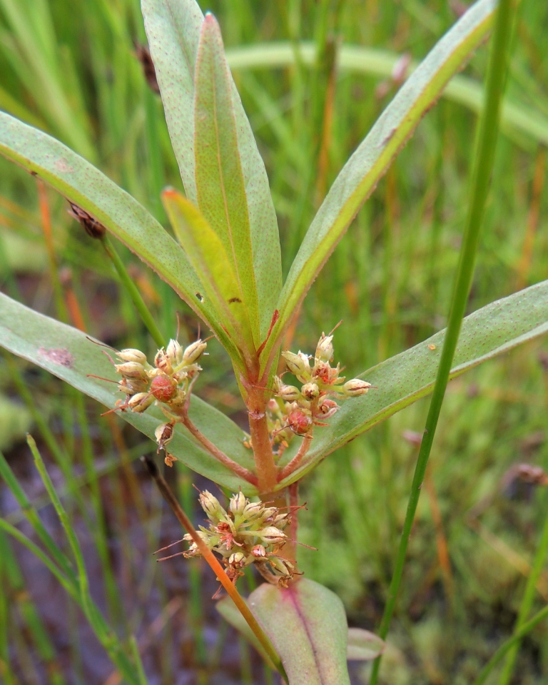 Image of Naumburgia thyrsiflora specimen.