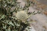 Cirsium turkestanicum