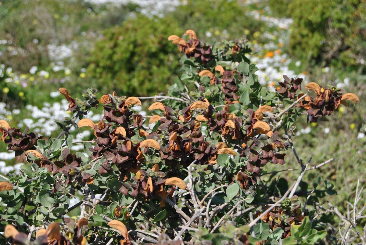 Image of Salvia aurea specimen.